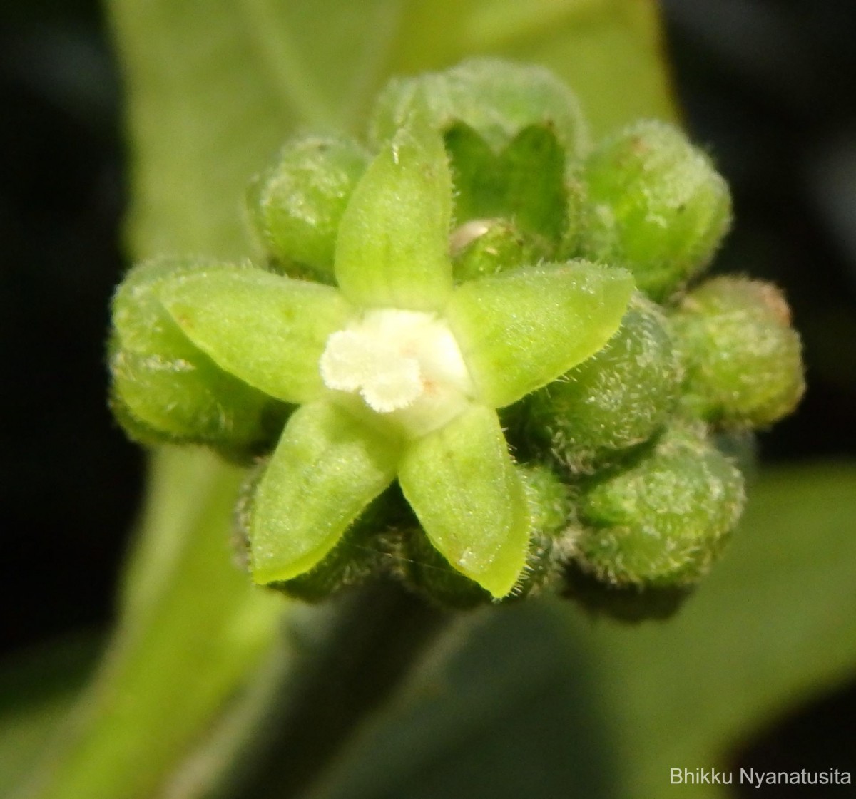 Psychotria dubia var. dubia (Wight) Alston